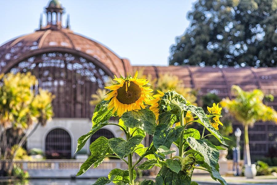 Sunflower Smiles At Balboa Park Photograph by Joseph S Giacalone