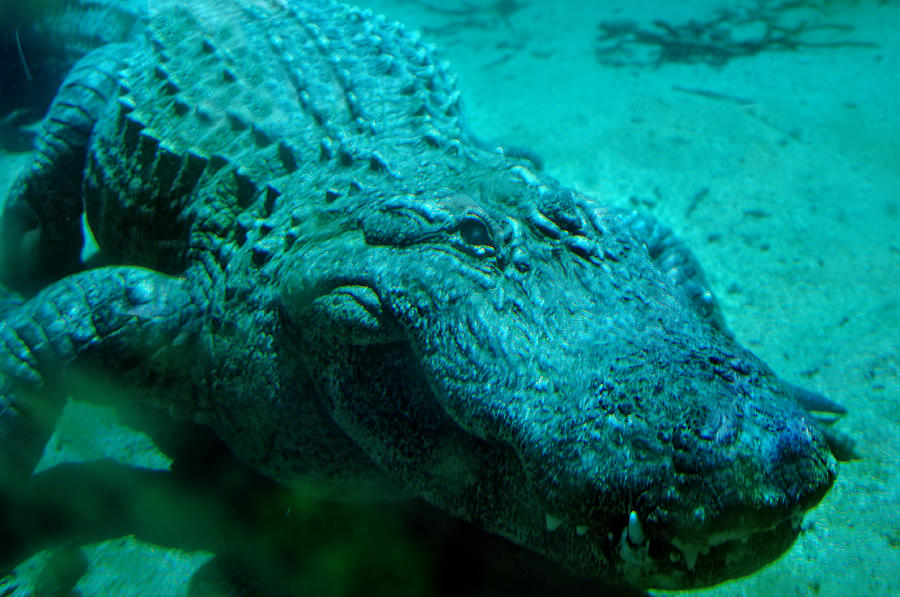 Crocodile Photograph - Smile Pretty Now by Donna Blackhall