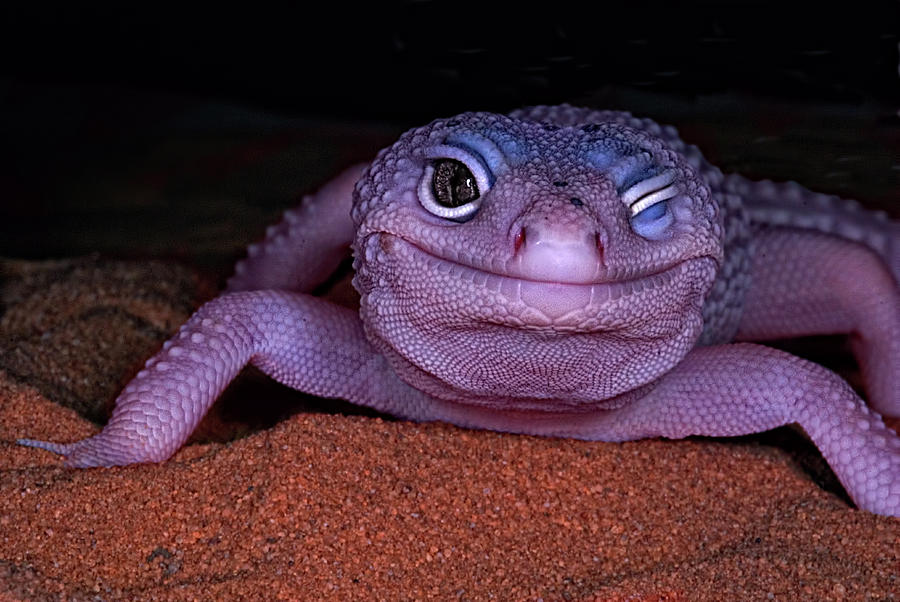 Smile Wink Wink - Leopard Gecko Photograph by Mitch Spence