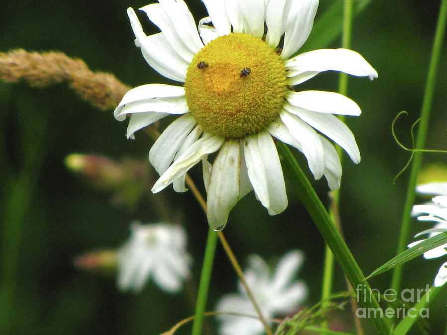 Nature Photograph - Smiley Face Ox-Nose Daisy by Sean Griffin