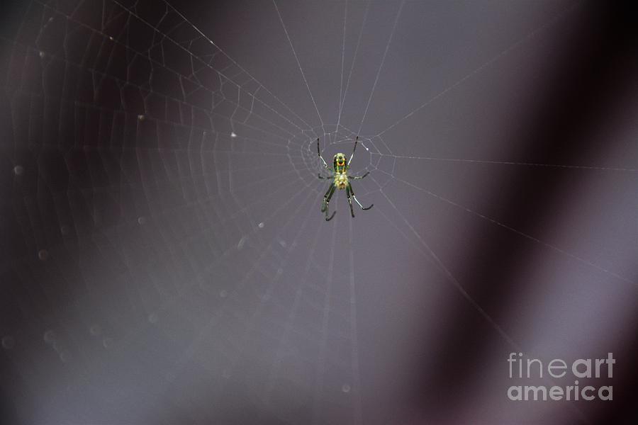 Smiley Face Spider - Georgia Photograph by Adrian De Leon Art and Photography