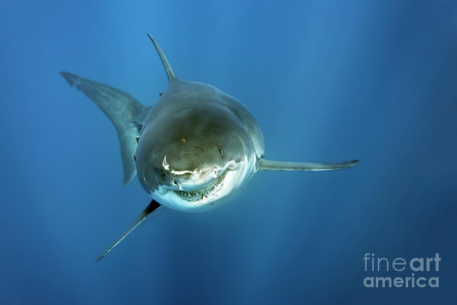 The Scarface Great White Shark Photograph by Norbert Probst