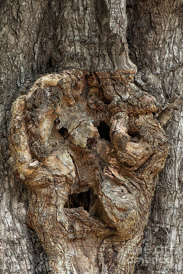 Smiley of Tree trunk Photograph by Kiran Joshi