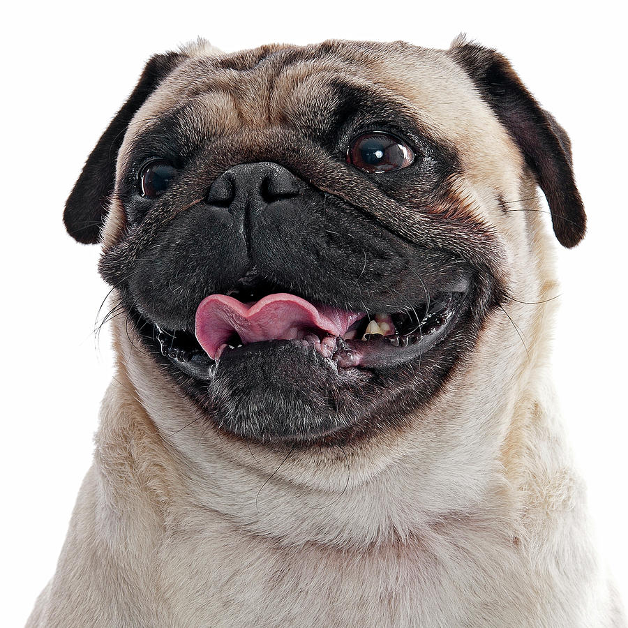 Pug Photograph - Smiley Pug by Hugo Orantes