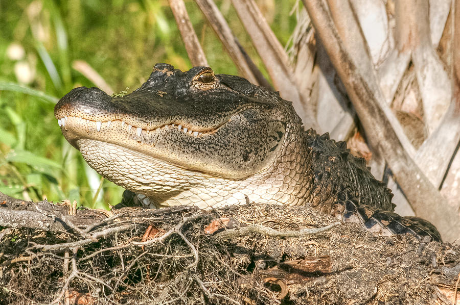 Smiling Alligator Photograph by John A Megaw