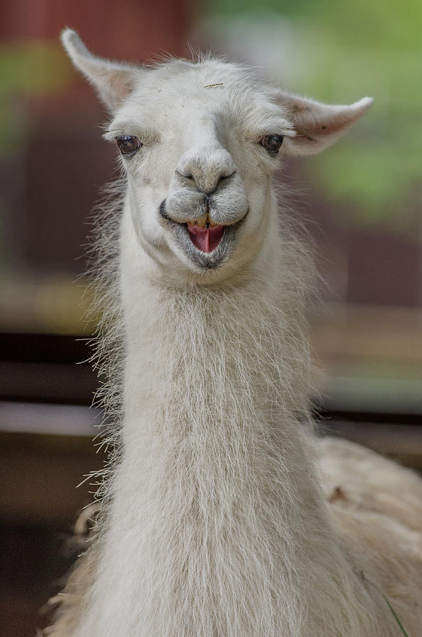 Animal Photograph - Smiling Alpaca by Greg Nyquist