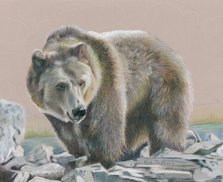 Wildlife Drawing - Smiling Bear by Vera Rodgers
