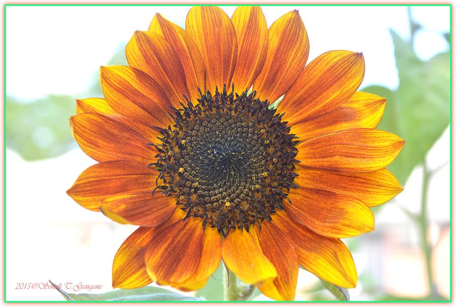 Sunflower Photograph - Smiling Beauty by Sonali Gangane