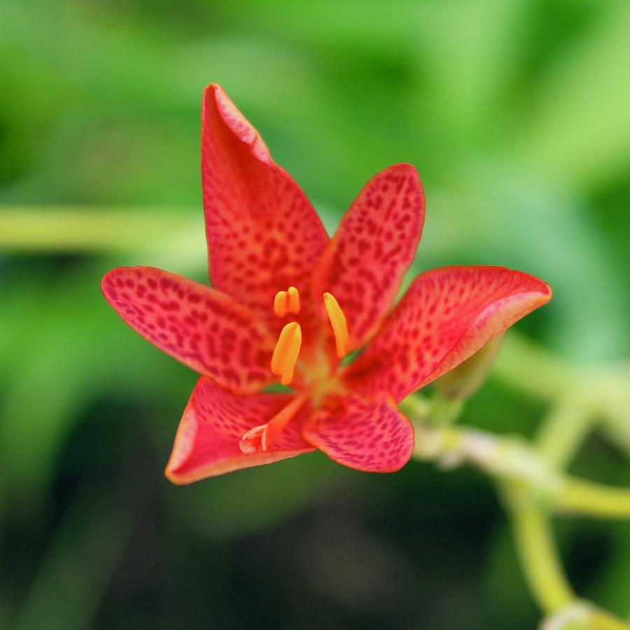 Smiling Blackberry Lily Photograph by M E