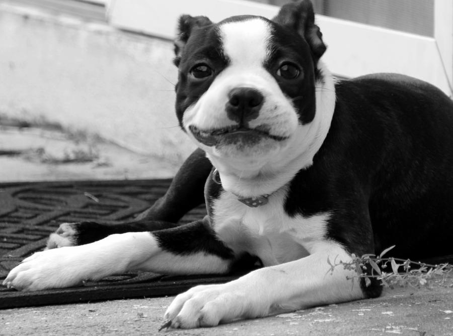 Smiling Boston Terrier bw Photograph by Valerie Collins