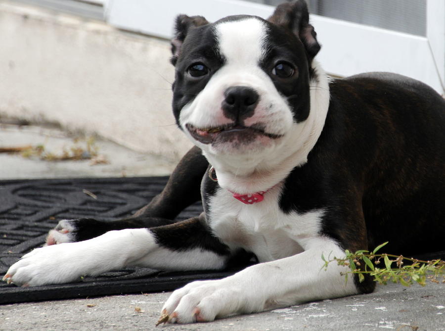 Smiling Boston Terrier Photograph by Valerie Collins