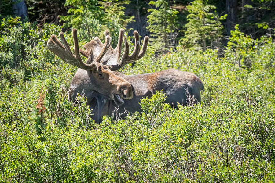 Smiling Bull Moose Photograph by James BO Insogna