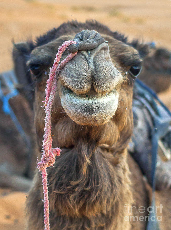 Smiling Camel Photograph