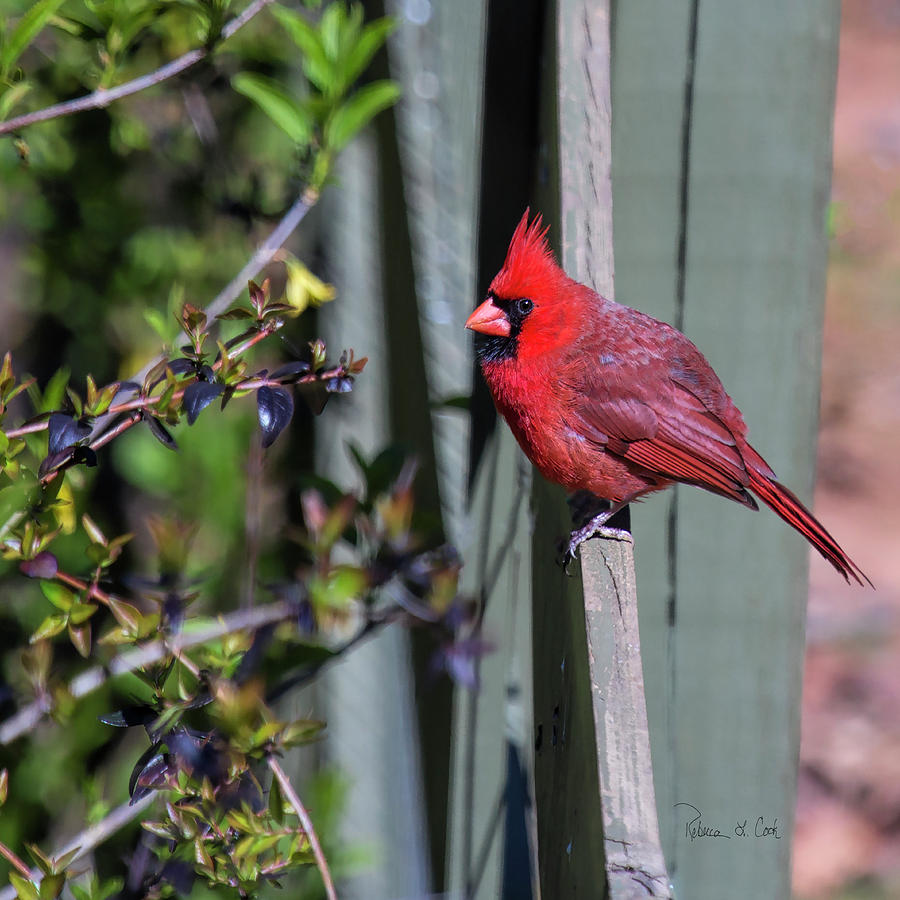Smiling Cardinal Photograph by Bellesouth Studio