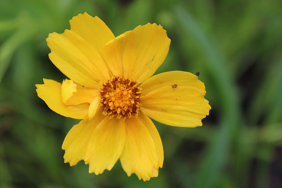 Smiling Coreopsis Daisy Photograph by M E
