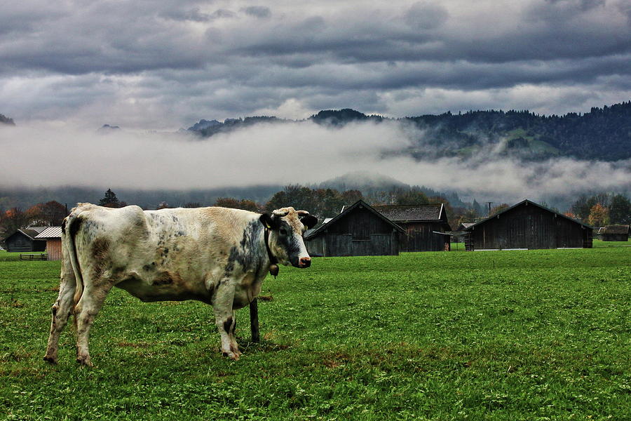 Smiling Cow Photograph by Daniel Koglin