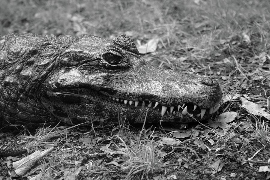 Smiling Croc Photograph by Robert Wilder Jr
