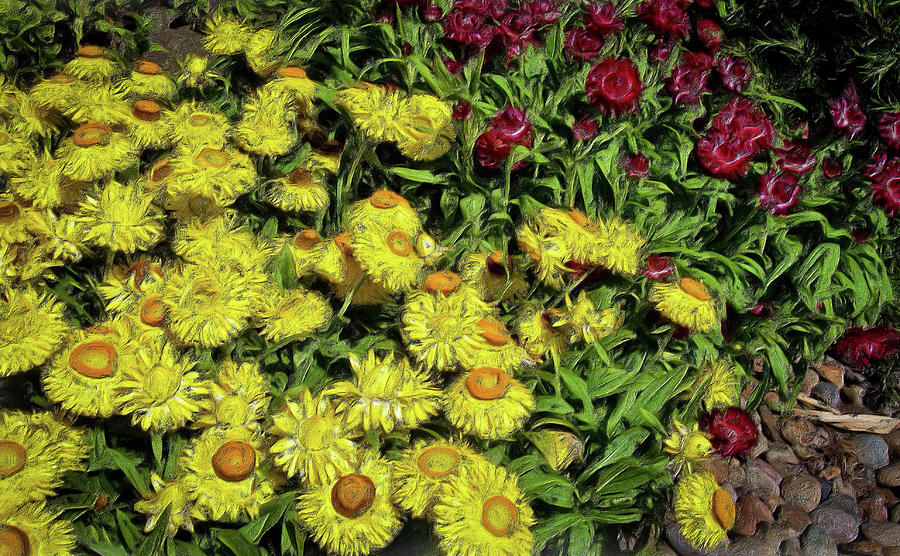 Smiling Daisies Photograph by Thom Zehrfeld