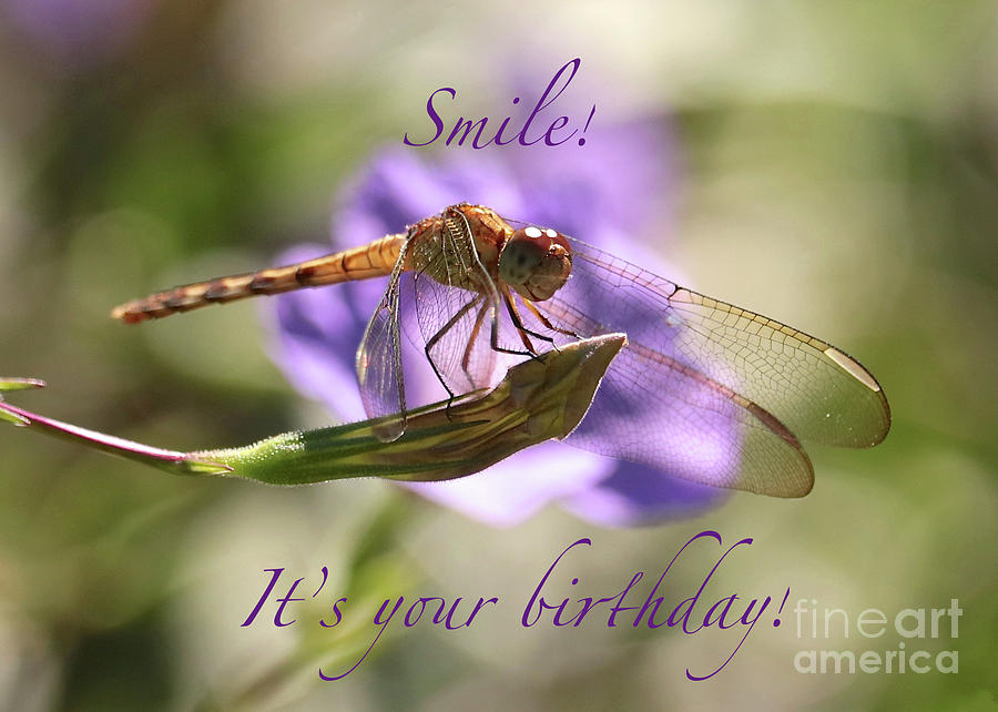 Smiling Dragonfly Birthday Card Photograph by Carol Groenen