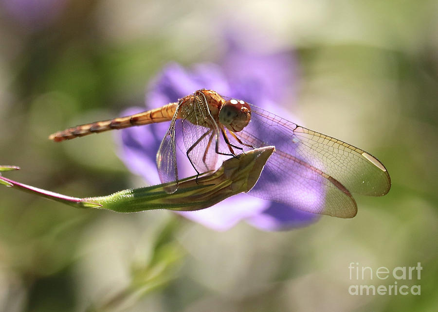 Insects Photograph - Smiling Dragonfly by Carol Groenen