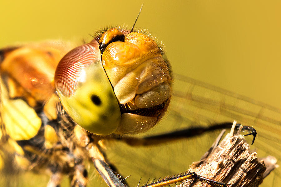 Wildlife Photograph - Smiling Dragonfly by Ian Hufton