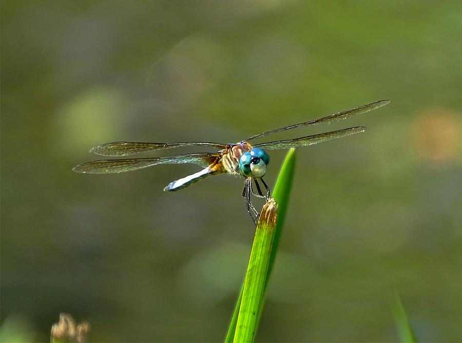 Smiling Dragonfly Photograph by Lilia S