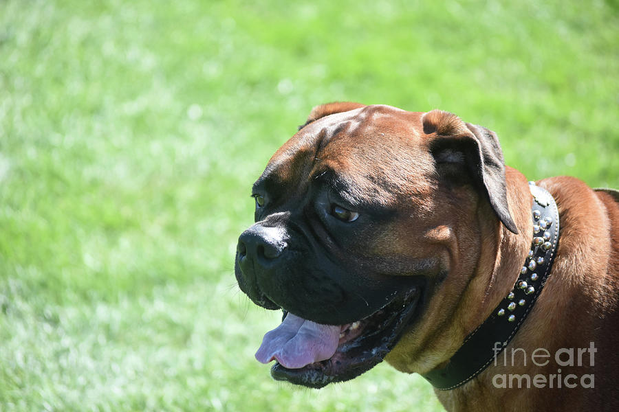 Smiling Face of an English Mastiff Dog  Photograph by DejaVu Designs