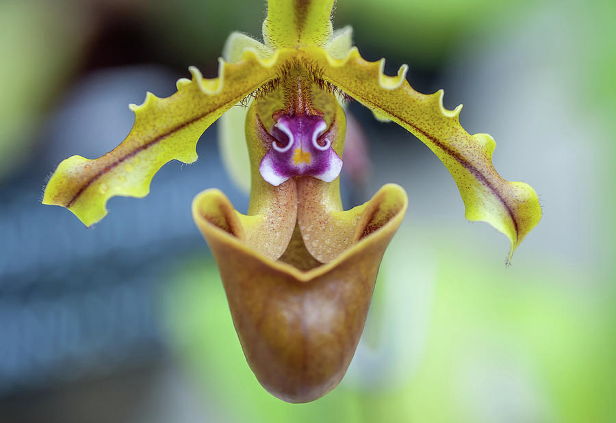 Smiling Face. Orchid Macro Photograph by Jenny Rainbow
