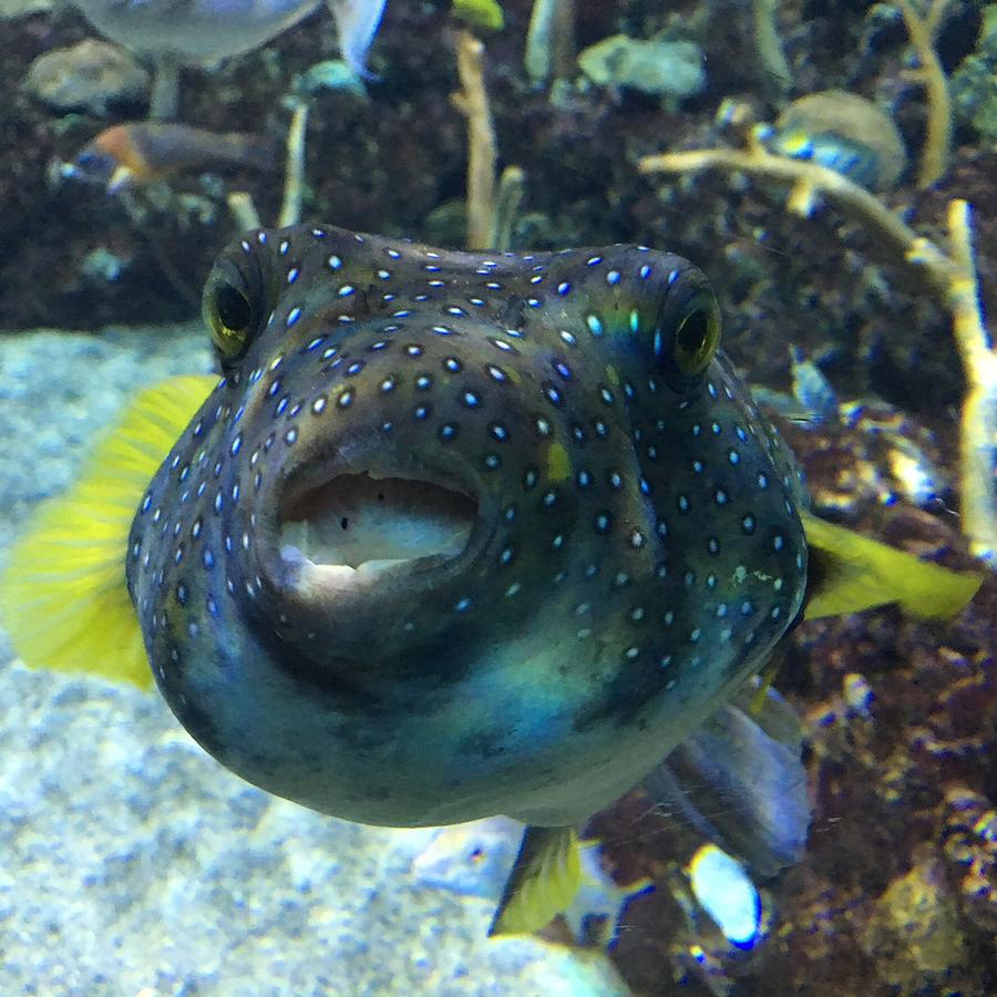 smiling fish