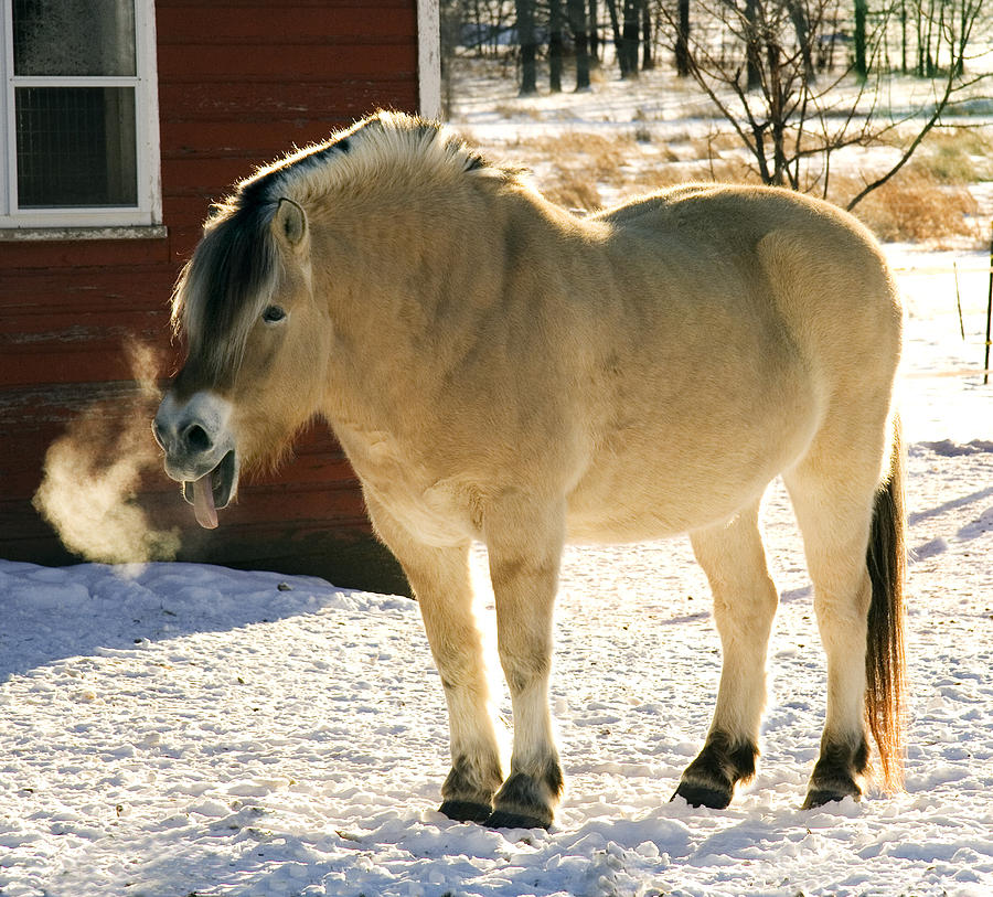 Smiling Fjord Horse Photograph by Laurie With