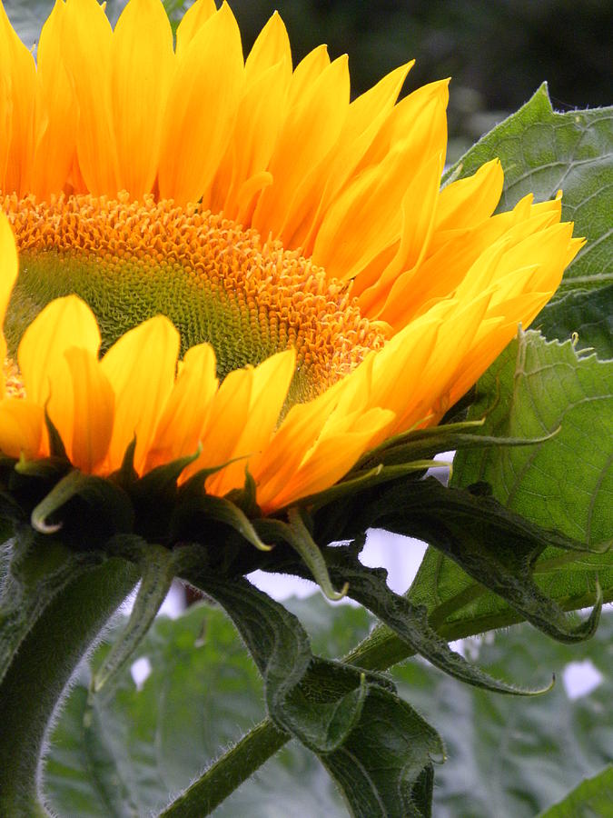 Smiling Flower by Peggy McDonald Smiling Flower by Peggy McDonald