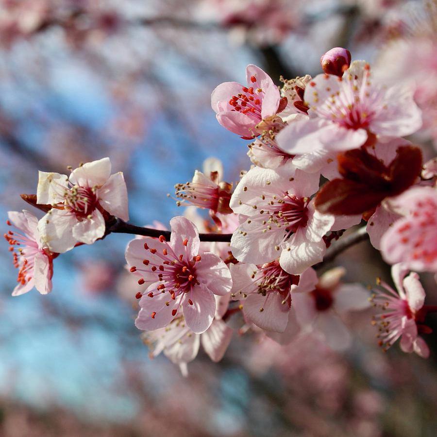 Smiling Flowering Plum Tree Blooms Photograph by M E