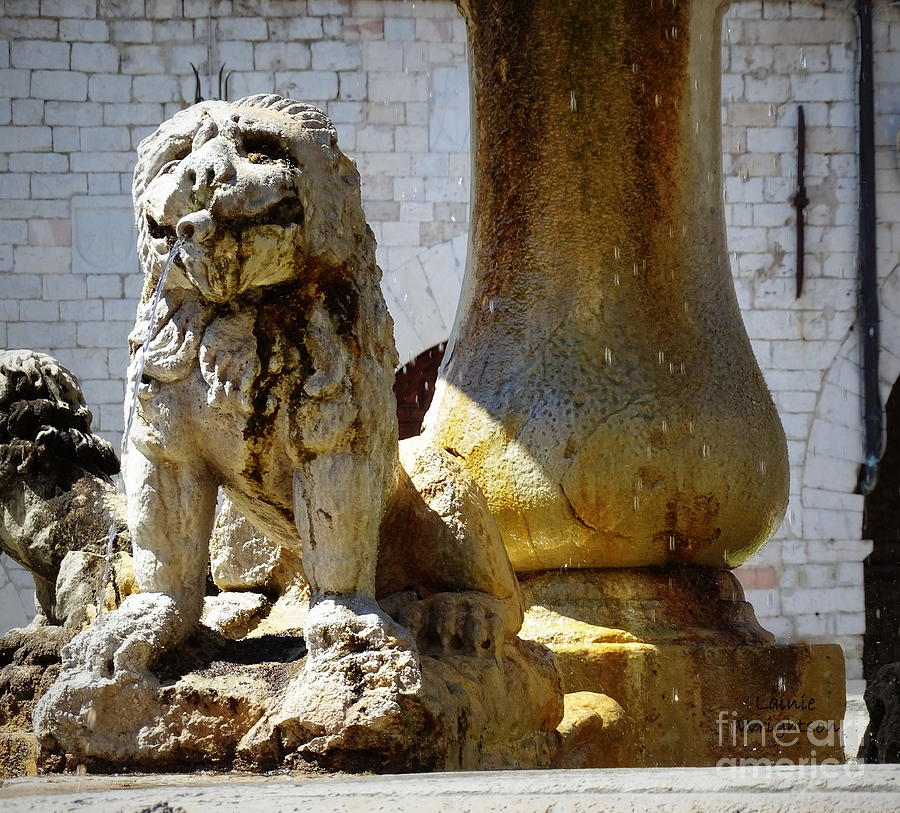 Smiling Fountain Lion Photograph by Lainie Wrightson