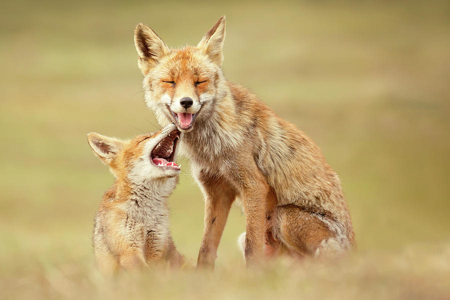 Animal Photograph - Smiling Foxes on World Smile Day by Roeselien Raimond