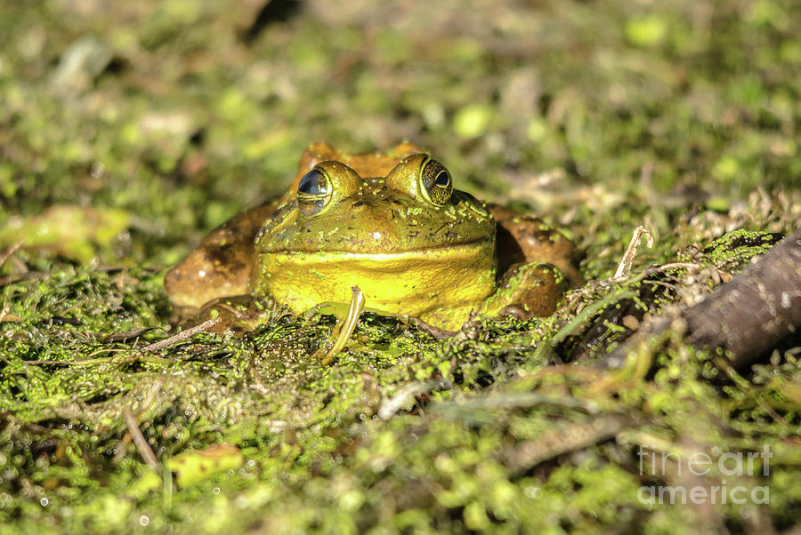 Smiling Frog Photograph by Cheryl Baxter
