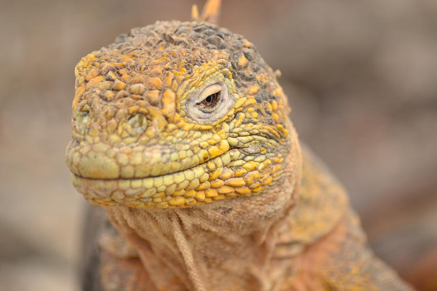 Smiling Galapagos Iguana Photograph by Ann and John Cinnamon - Pixels