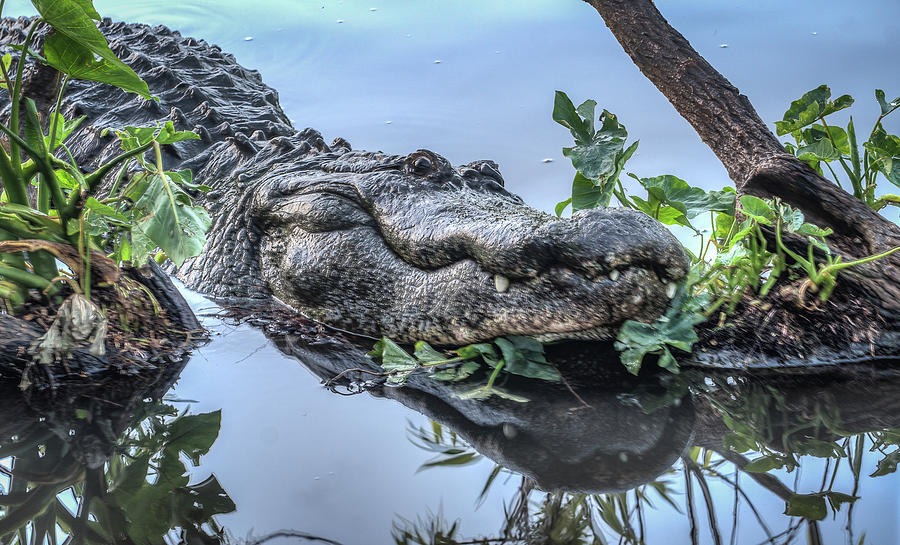 Smiling gator Photograph by Jane Luxton
