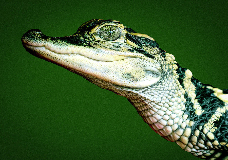 Smiling Gator Photograph by Jean Noren