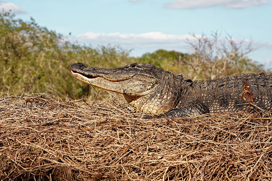 Smiling Gator Photograph by Sally Weigand
