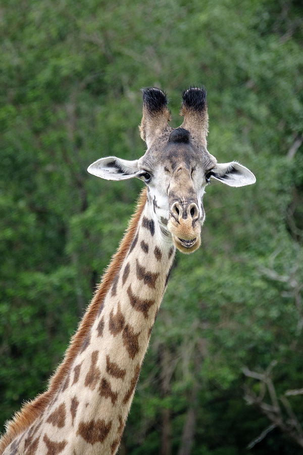 Smiling Giraffe Photograph by Mary Lee Dereske