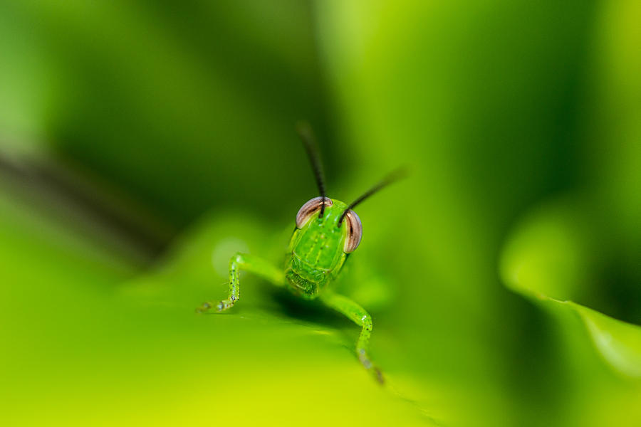 Smiling Grasshopper Photograph by Keith Hawley