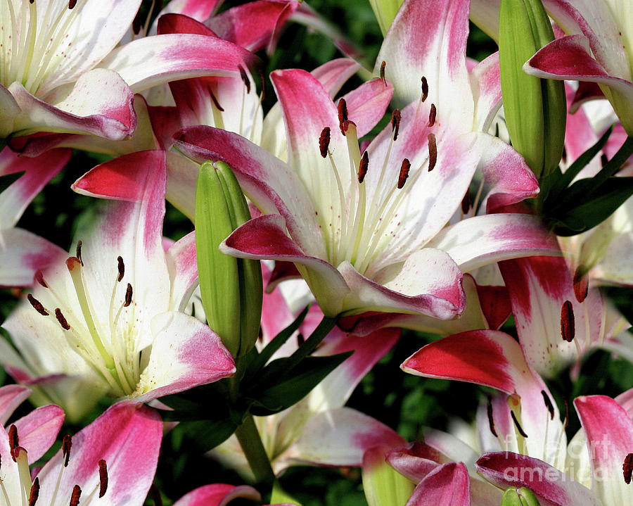 Smiling Lilies Photograph by Smilin Eyes Treasures