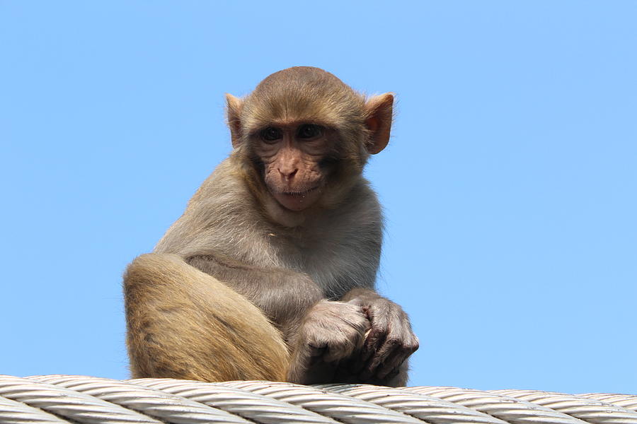 Smiling Monkey, Rishikesh Photograph by Jennifer Mazzucco