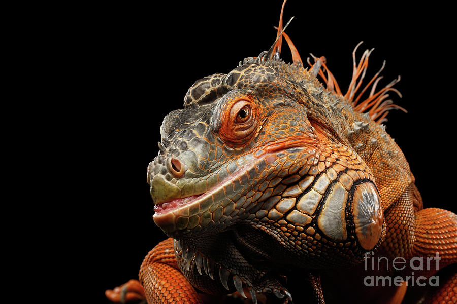 Nature Photograph - smiling Orange iguana isolated on black  by Sergey Taran