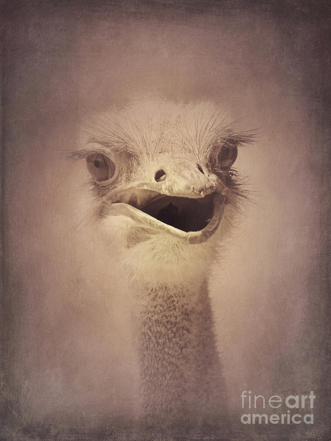 Smiling Ostrich Photograph by Chris Scroggins
