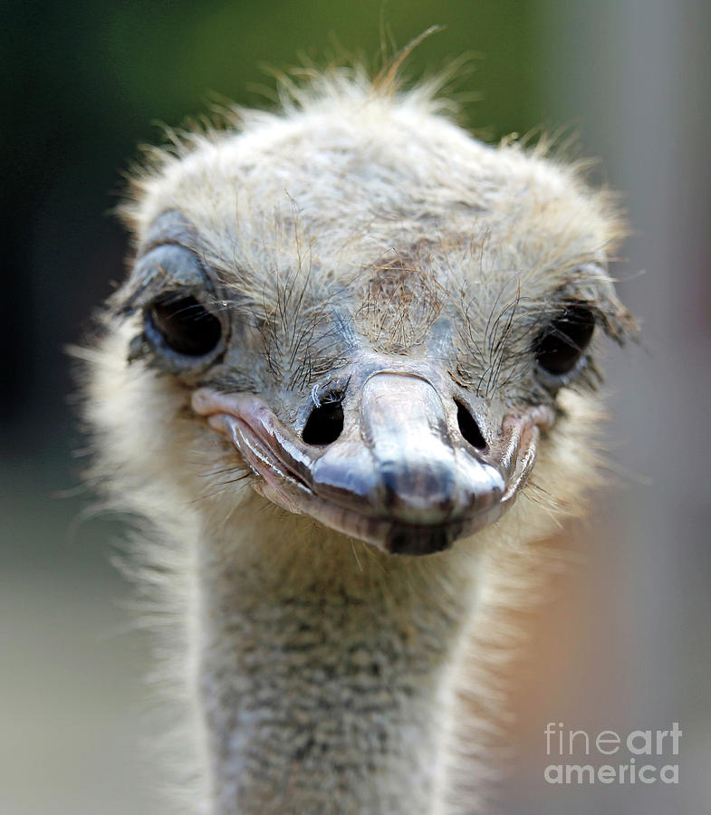 Ollie Ostrich Photograph by Steve Gass