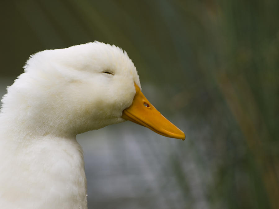 Duck Photograph - Smiling Pekin Duck by Tara Lynn