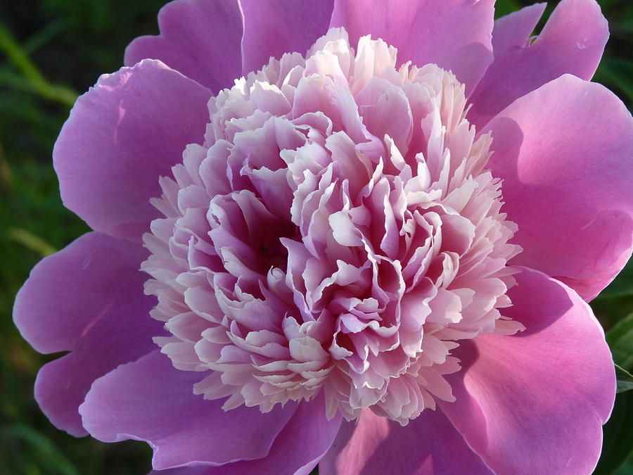 Smiling Peony Photograph by Jeanette Oberholtzer