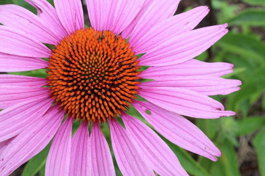 Smiling Purple Cone Flower Photograph by M E