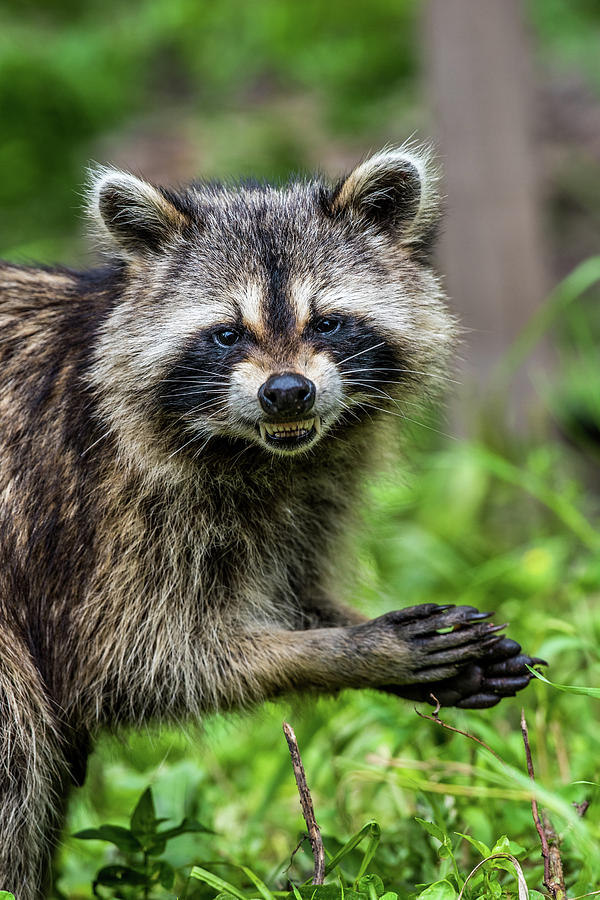 Smiling Raccoon Photograph by Paul Freidlund